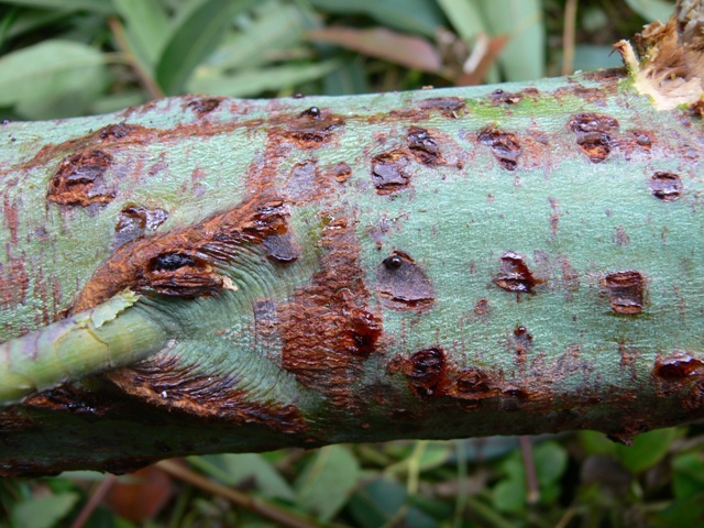 Canker found on Eucalyptus grandis in China caused by the destructive pathogen Kirramyces zuluense. This pathogen was first found and described in South Africa and is now known to have a wide distribution in Eucalypt-growing parts of the world.