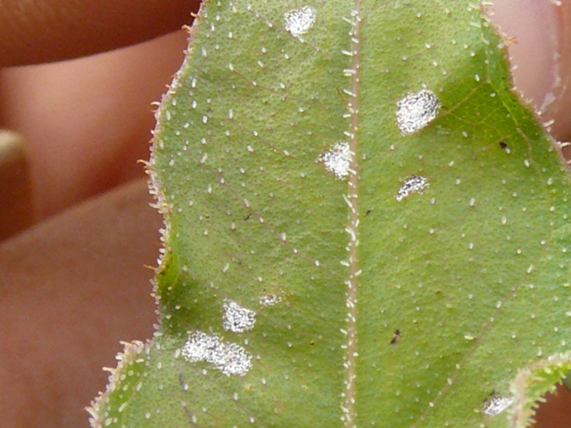 Quambalaria leaf blight found on Corymbia citriodora in China. Discovery of the pathogen Quambalaria pitereka in China marks its first detection outside Australia, where it is believed to be native.