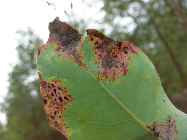 Phaeophleospora destructans found on Eucalyptus hybrids in China. This is one of the most destructive leaf and shoot blight pathogens of Eucalyptus, first found in North Sumatera (put in PDF) and now having spread throughout SE Asia.