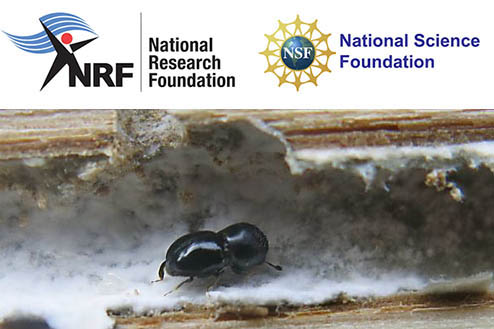 Meeting of The Bark Beetle Mycobiome Research Network