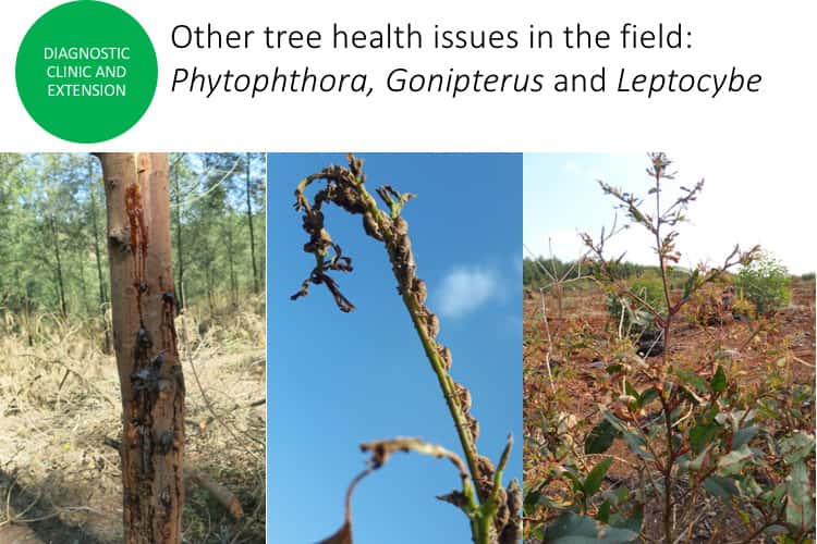 Reflections on the application of fundamental  research to  keep  plantation trees healthy