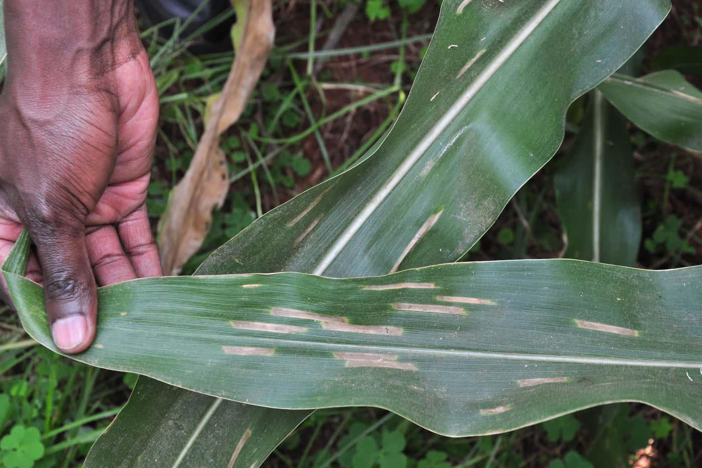 Why it’s so critical to continuously monitor and manage plant diseases