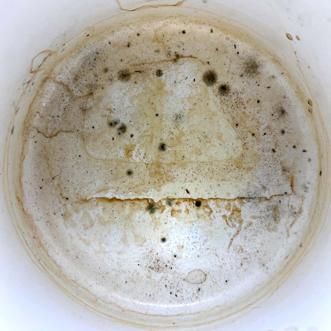 Fungi in FABI lockdown! Discovering unexpected and hidden mycological gems