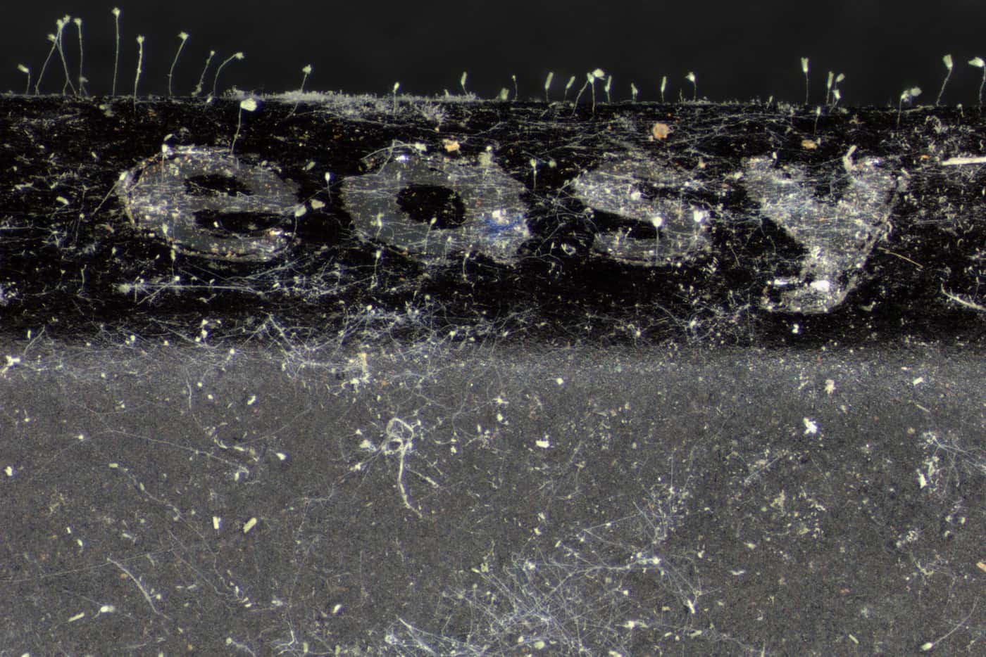 Fungi in FABI lockdown! Discovering unexpected and hidden mycological gems