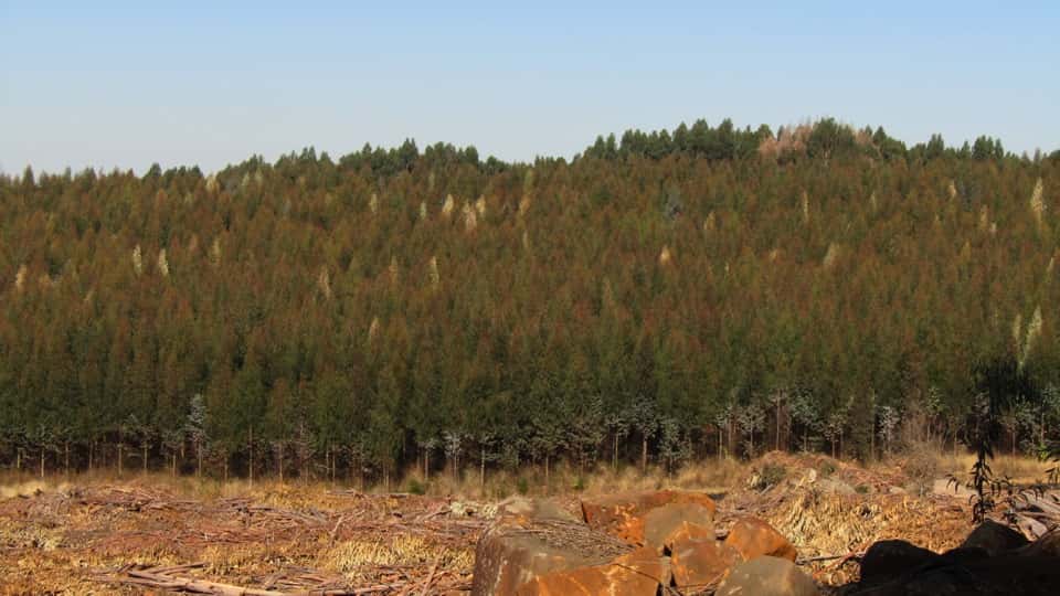 Scientists warn of increasing threats posed by invasive alien species