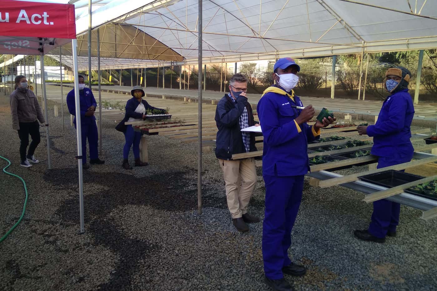 Phytophthora disease resistance trials continue