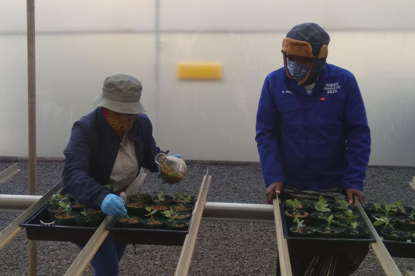 Phytophthora disease resistance trials continue