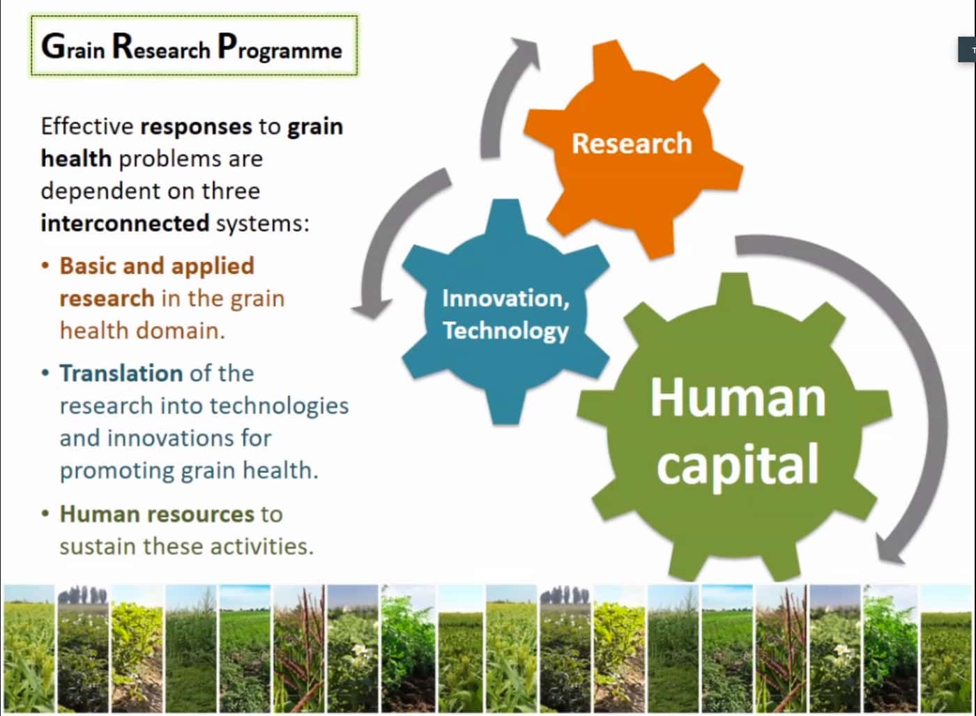 FABI launches its multi-disciplinary Grain Research Programme