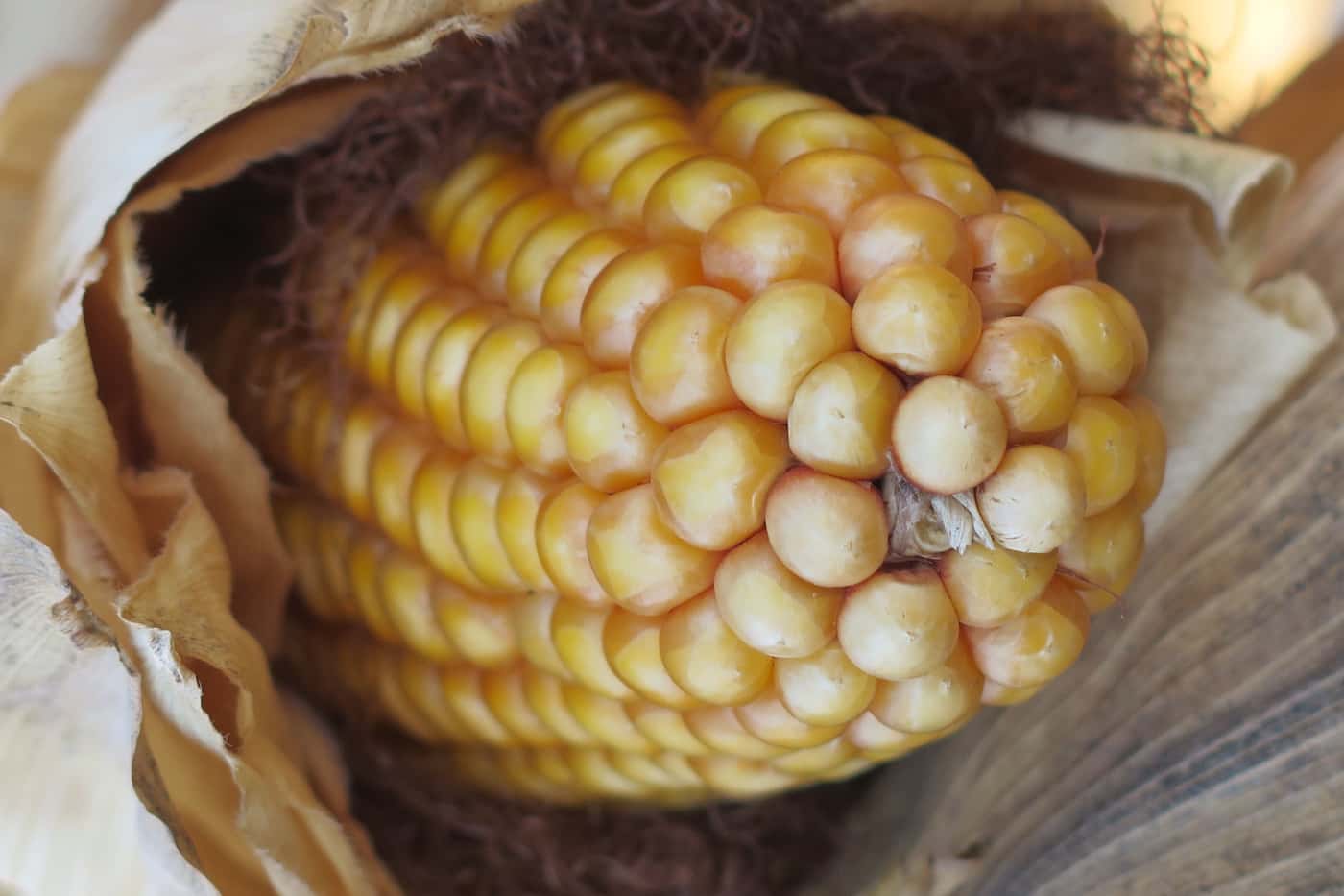 FABI launches its multi-disciplinary Grain Research Programme