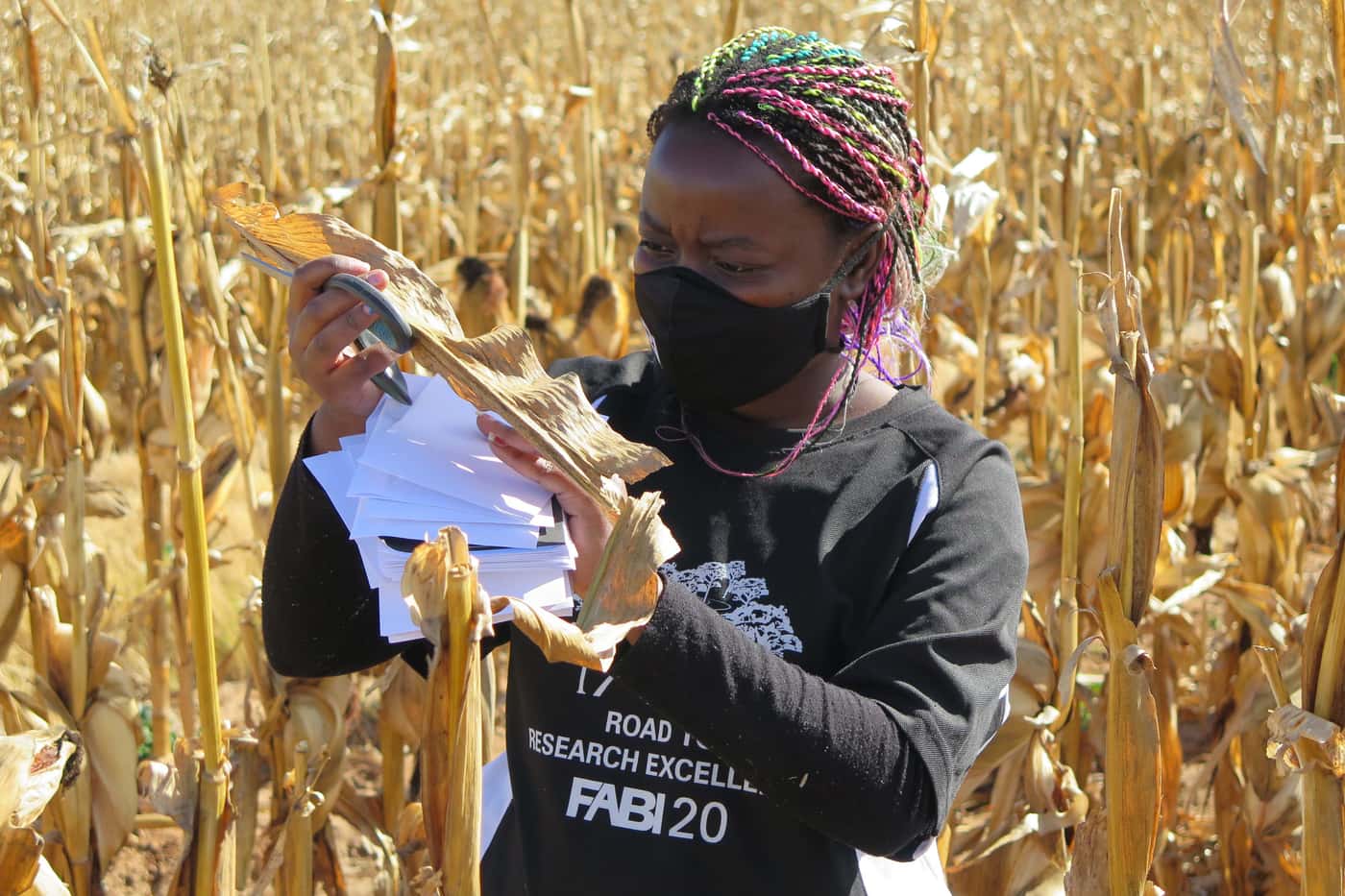 FABI launches its multi-disciplinary Grain Research Programme