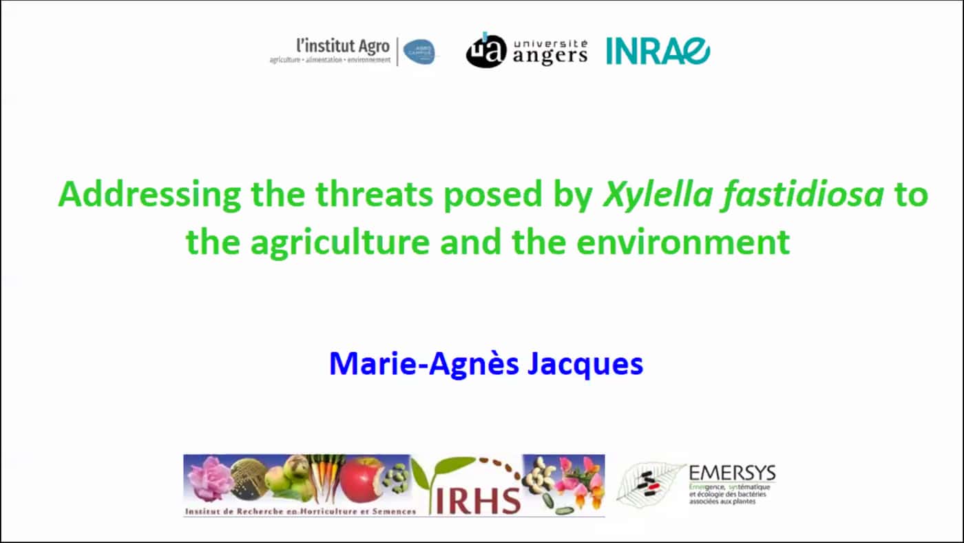 The plant pathogenic bacterium Xylella fastidiosa under the spotlight at FABI’s monthly Internationa