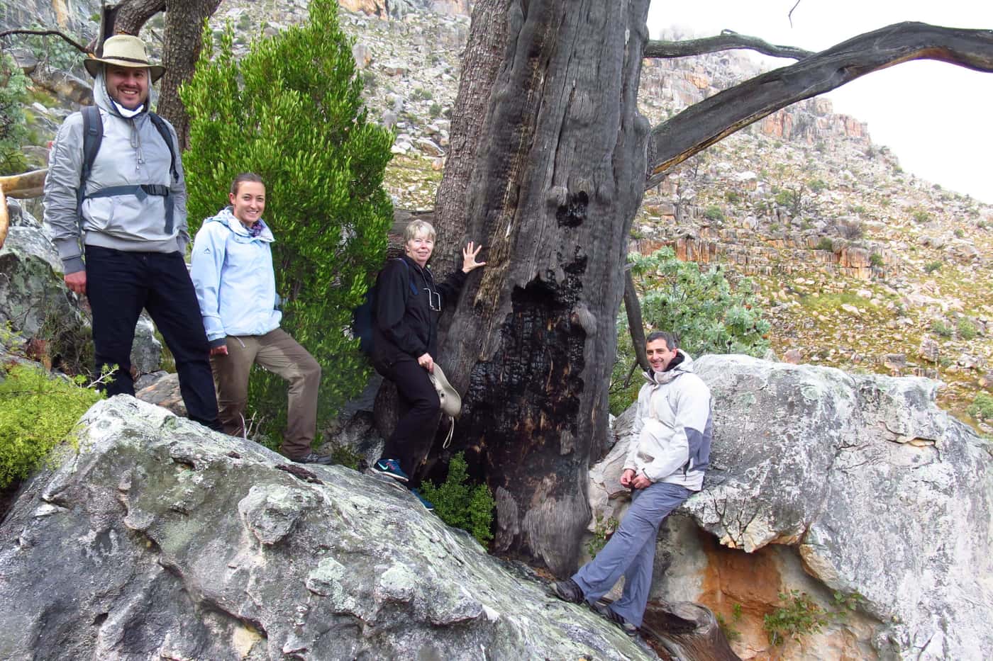Sampling the iconic and declining cedars in the Cedarberg mountains