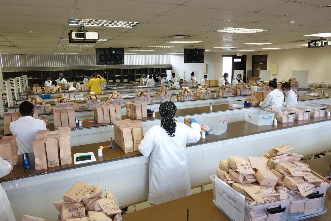 National Maize Cultivar Evaluation Trials seed packing at FABI