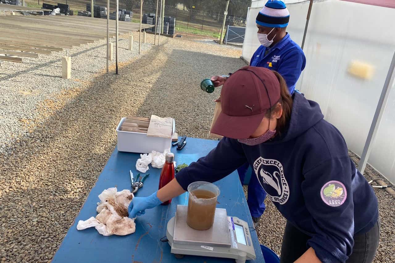 Harvesting <i>Phytophthora</i> pathogenicity trials in the KZN midlands