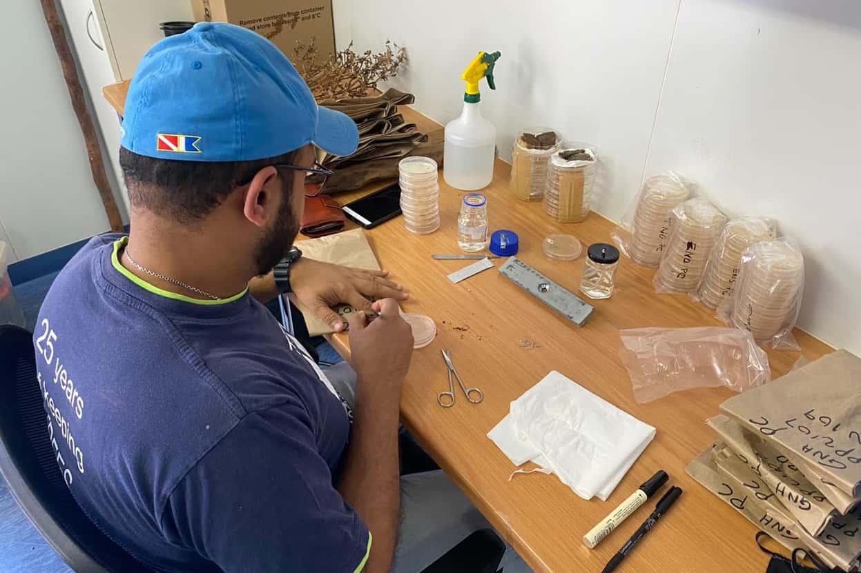 Harvesting <i>Phytophthora</i> pathogenicity trials in the KZN midlands