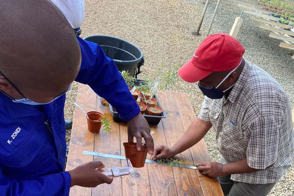 Harvesting <i>Phytophthora</i> pathogenicity trials in the KZN midlands