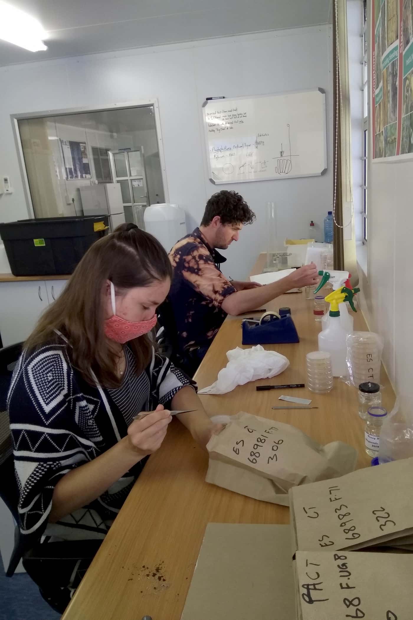 Harvesting <i>Phytophthora</i> pathogenicity trials in the KZN midlands
