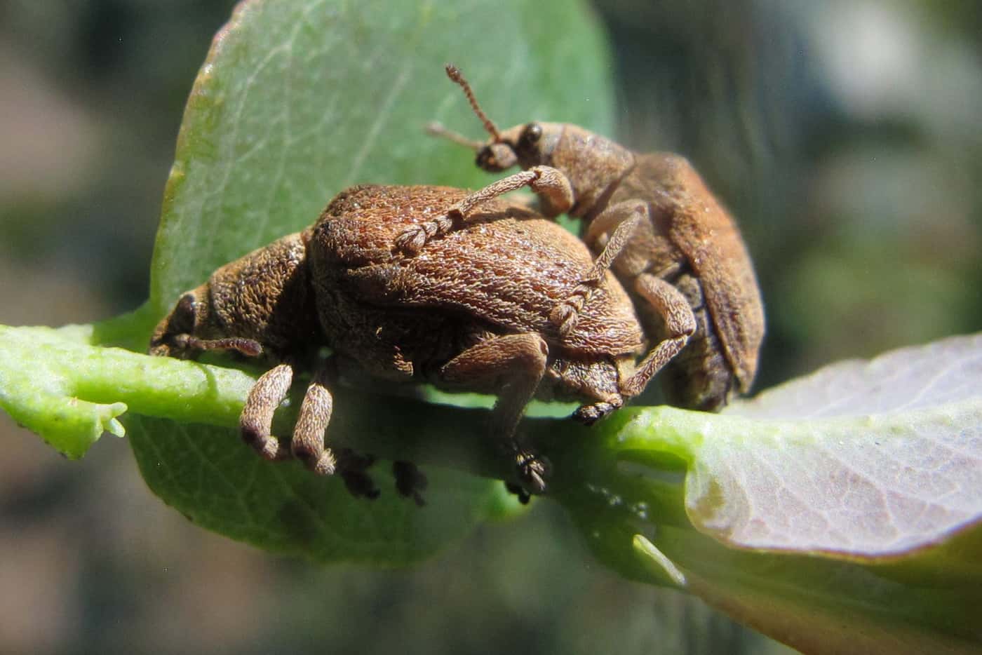 National monitoring of <i>Eucalyptus</i> pests and their biological control agents