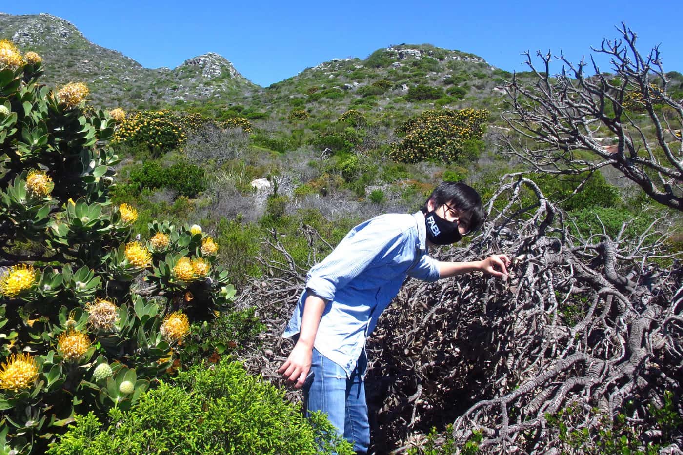 Inspection of invasive disease and pest problems in SANBI's Cape gardens