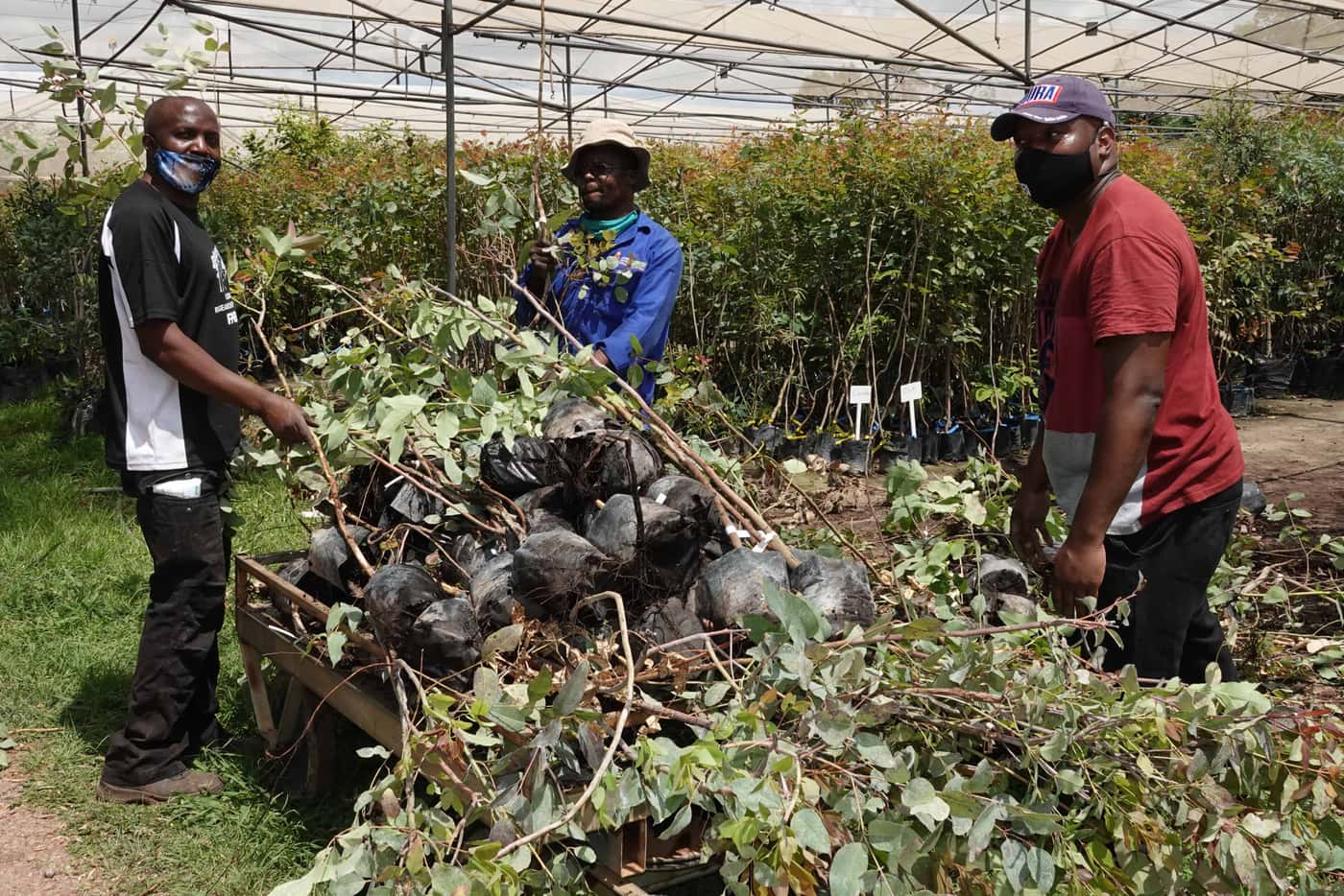 Last tree planting event for 2020