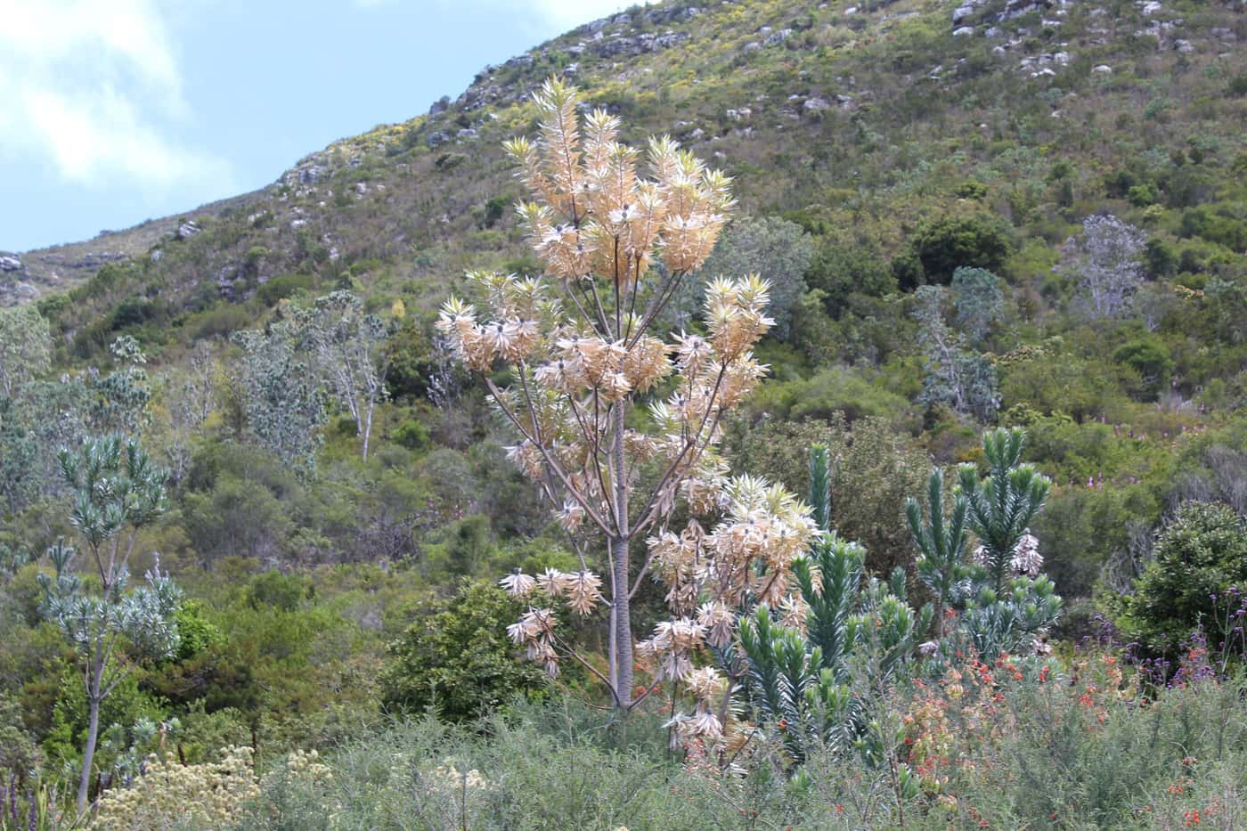 Treatment trials established to fight Phytophthora die-back in Kirstenbosch gardens