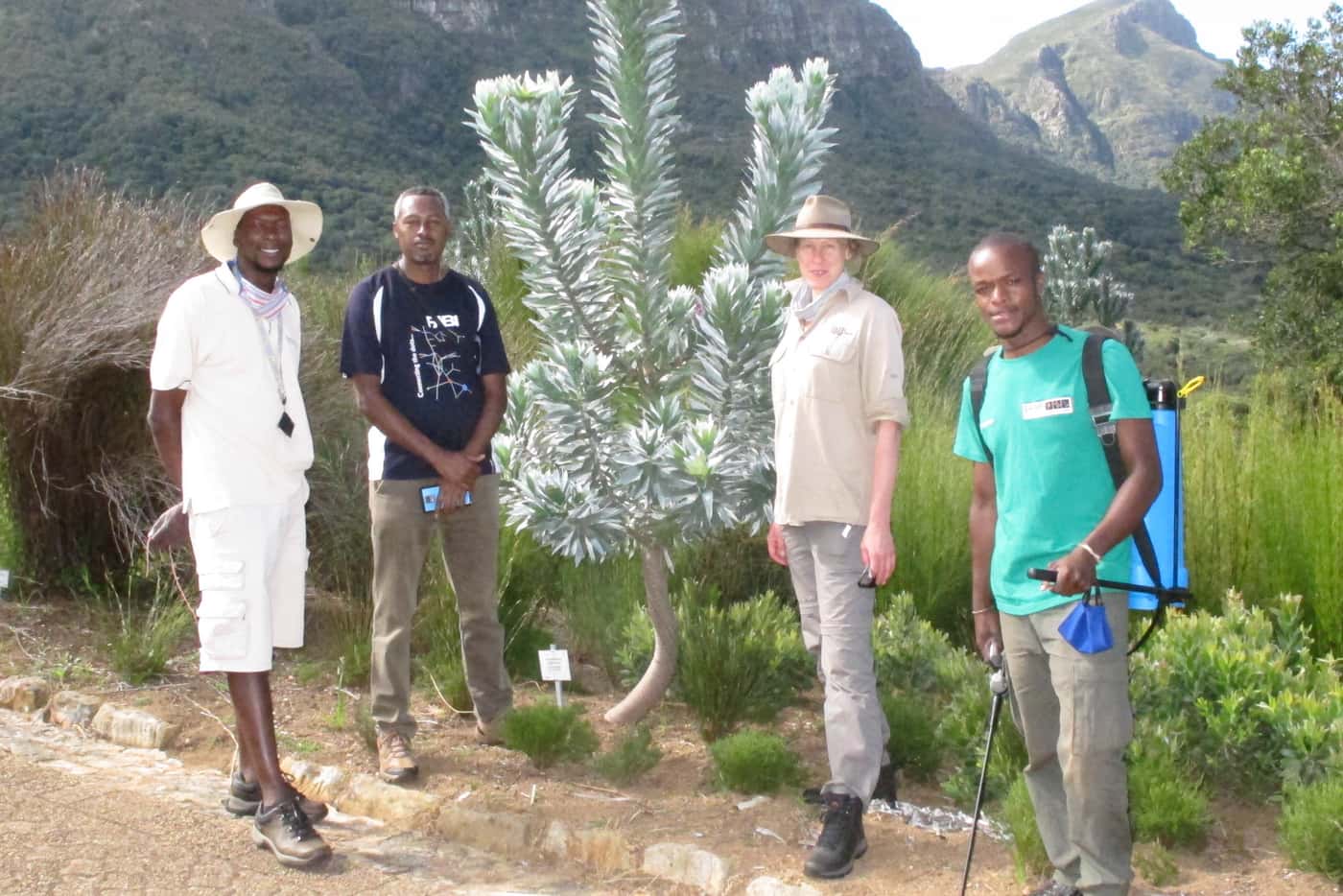Treatment trials established to fight Phytophthora die-back in Kirstenbosch gardens