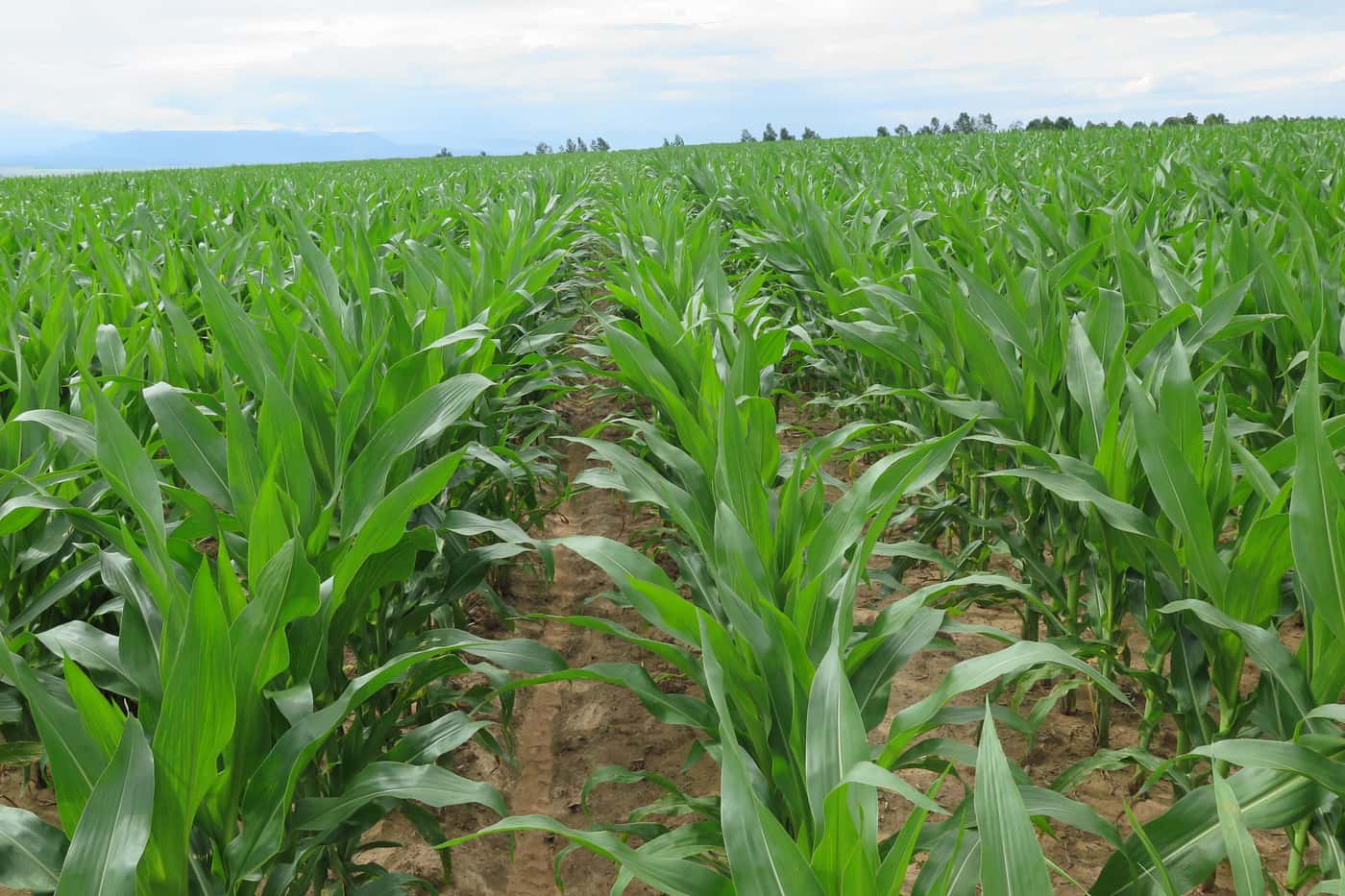 Disease screening of maize genotypes in the Eastern Cape
