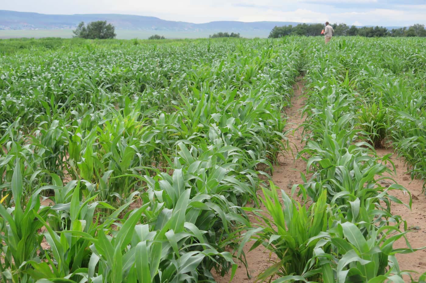 Disease screening of maize genotypes in the Eastern Cape