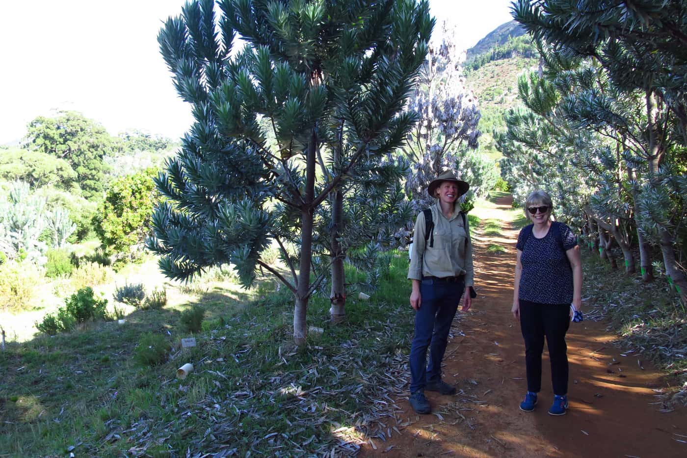 FABI team considers research progress on Phytophthora die-back of Silver trees in Kirstenbosch