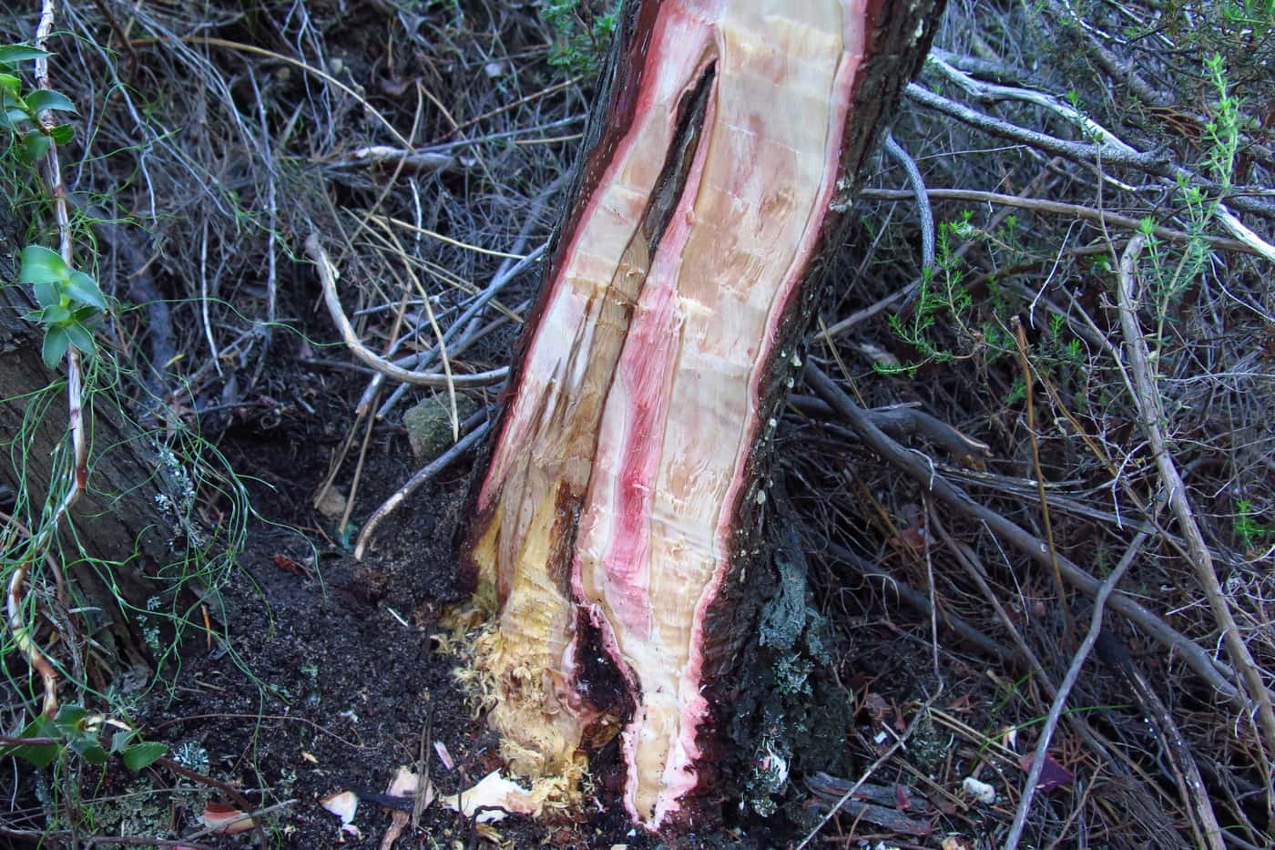 FABI investigates bark beetles and their fungal associates on South African Cedar trees