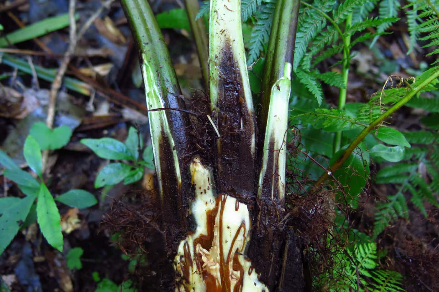FABI research on tree fern death continues