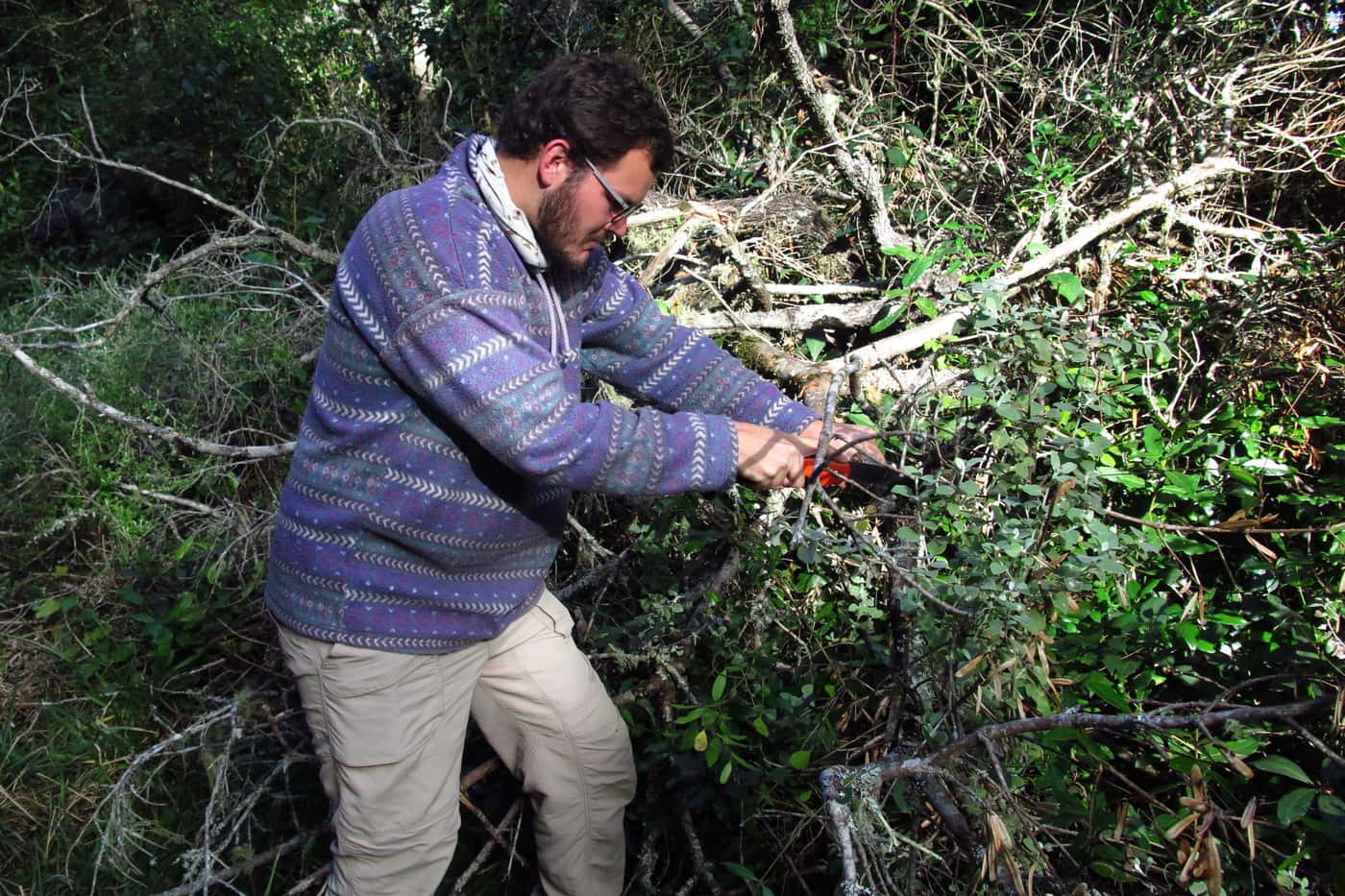 FABI research on tree fern death continues