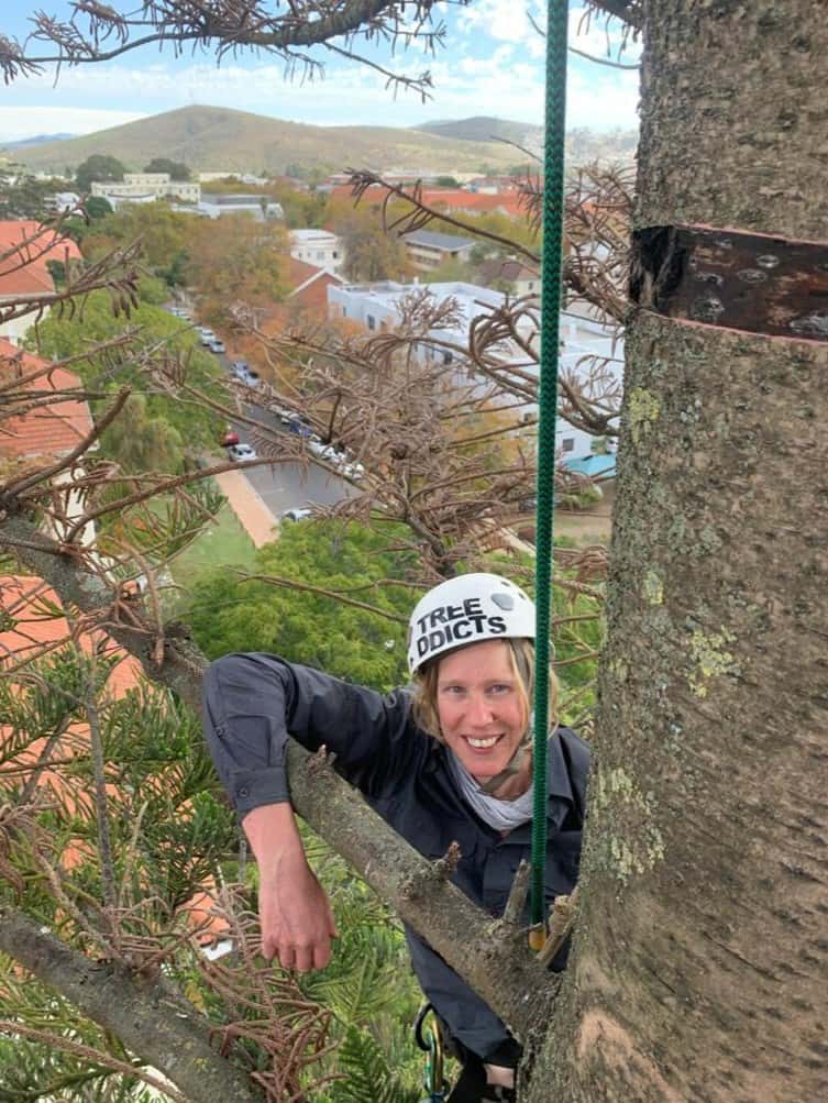 Investigating <i>Araucaria</i> die-back in Stellenbosch