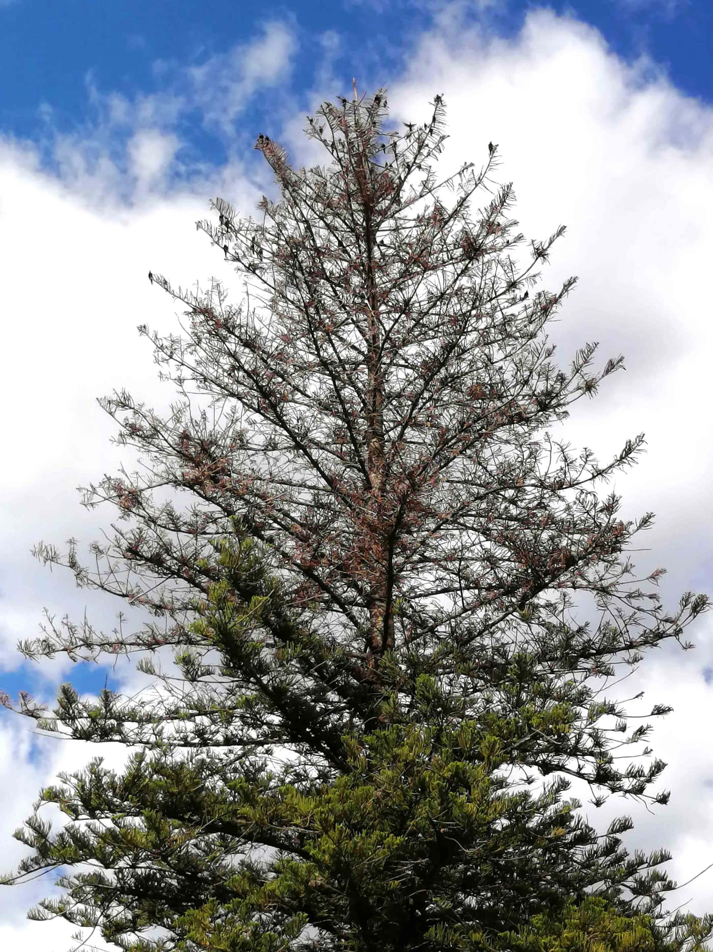Investigating <i>Araucaria</i> die-back in Stellenbosch