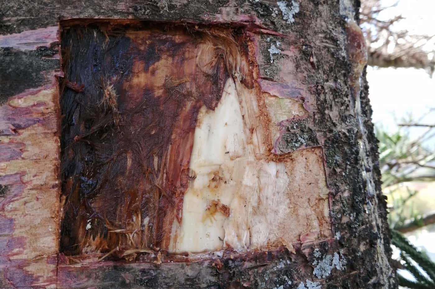 Investigating <i>Araucaria</i> die-back in Stellenbosch