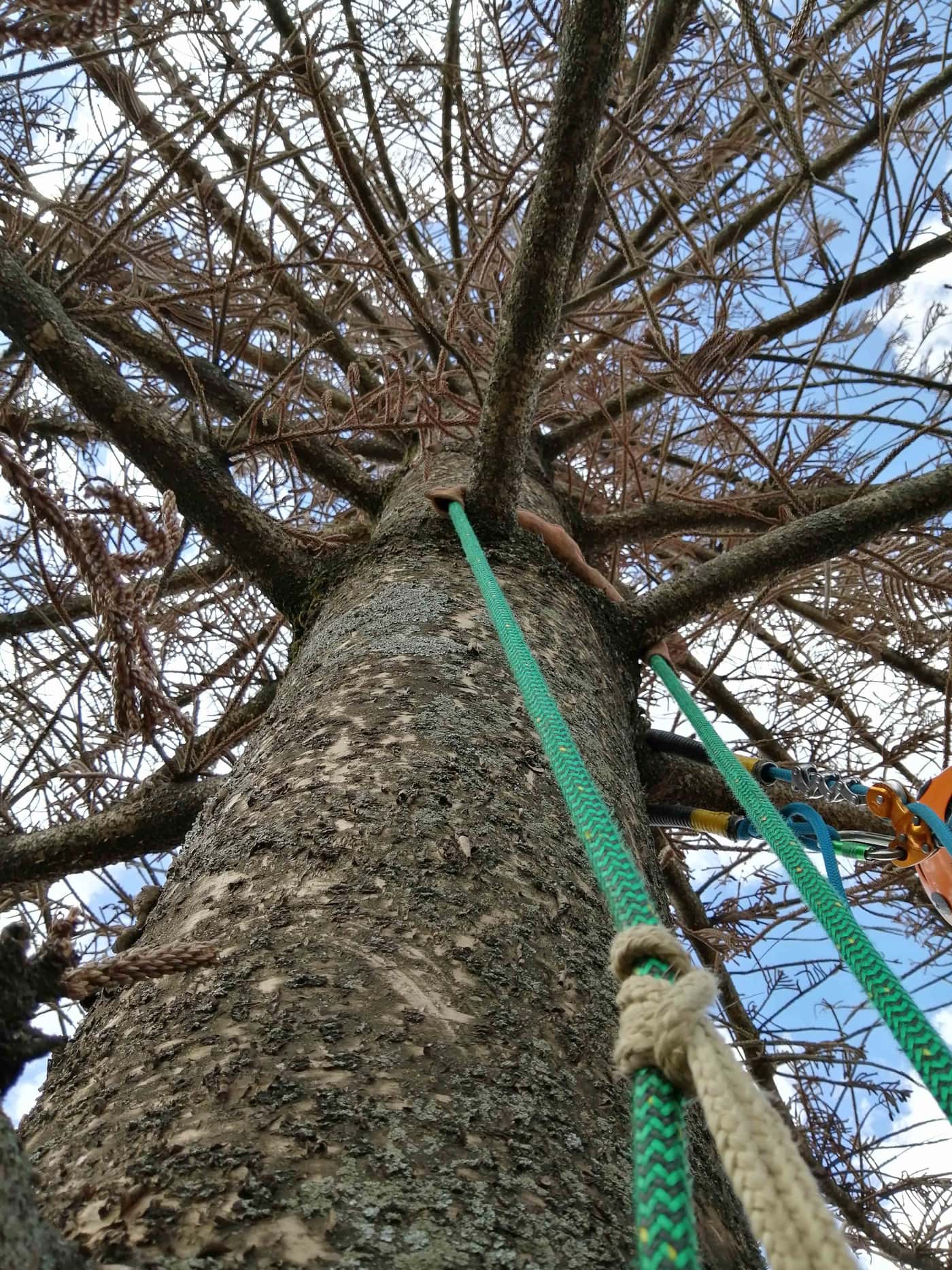 Investigating <i>Araucaria</i> die-back in Stellenbosch
