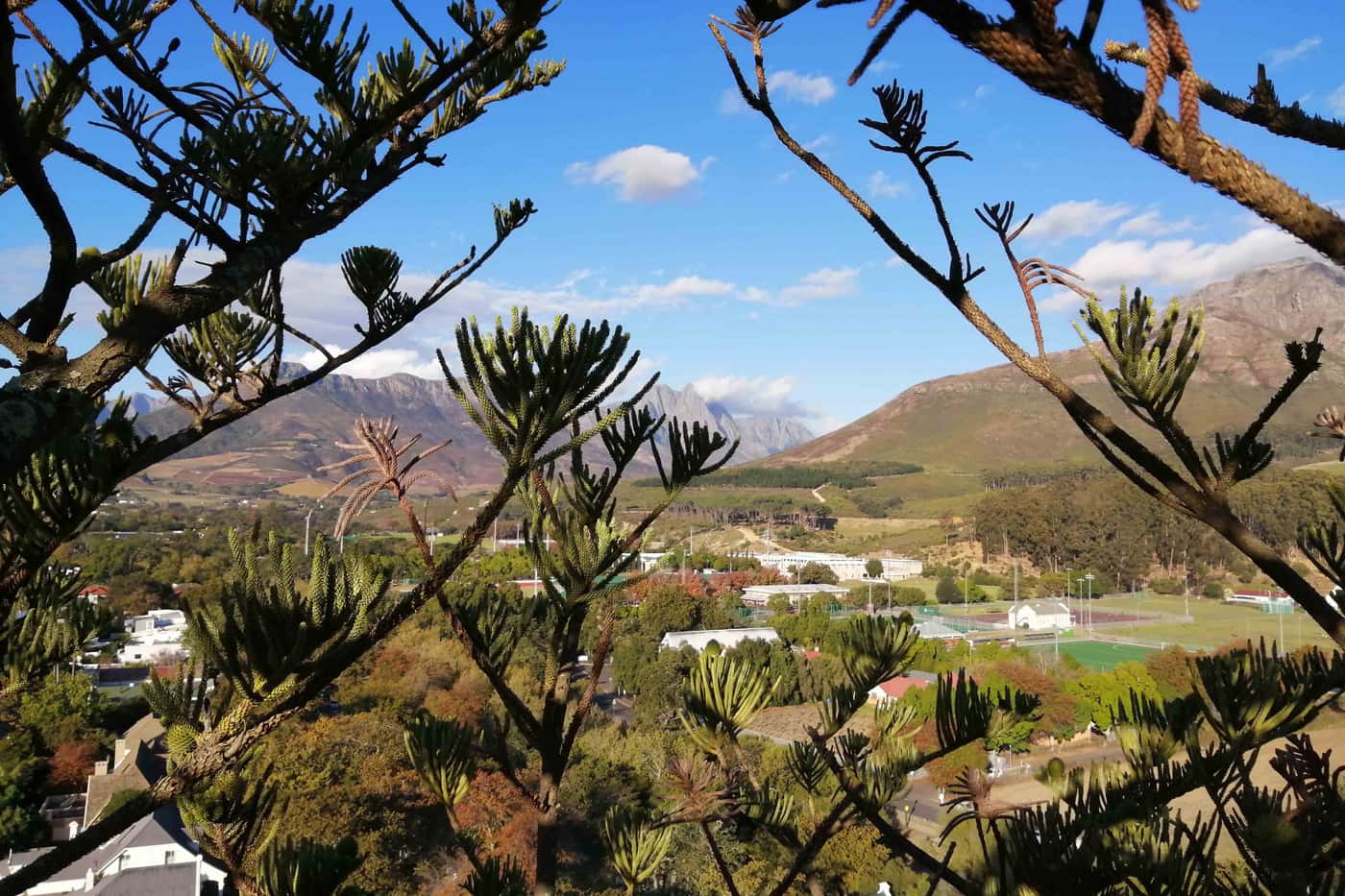 Investigating <i>Araucaria</i> die-back in Stellenbosch