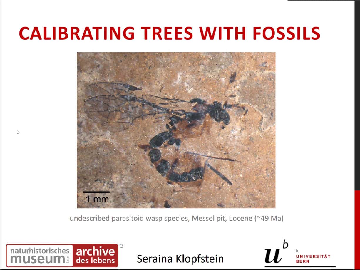 FABI hosts the SASSB webinar series