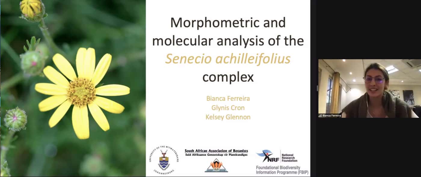 The Solanaceae family unpacked at the August SASSB webinar