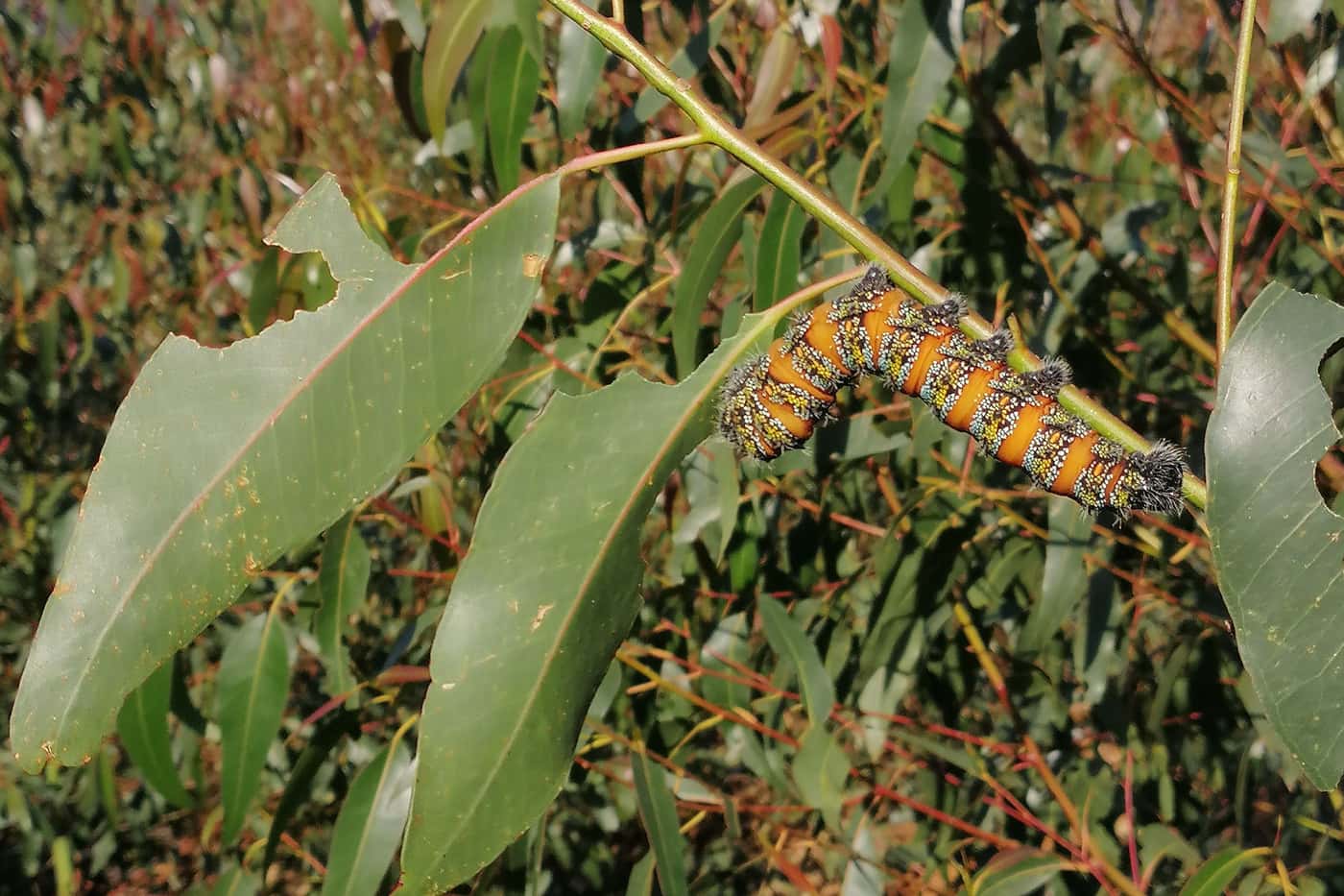 Bagworms from wattle and pine emperor larvae from… <i>Eucalyptus</i>!