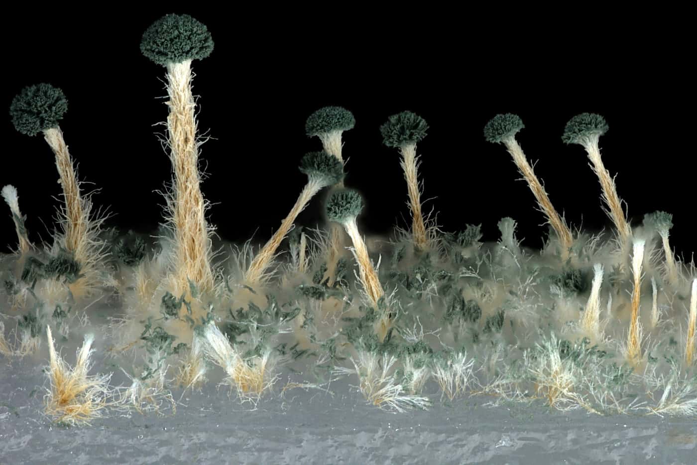 Cobus Visage a winner in the Zeiss Microscopy Image Contest 2021