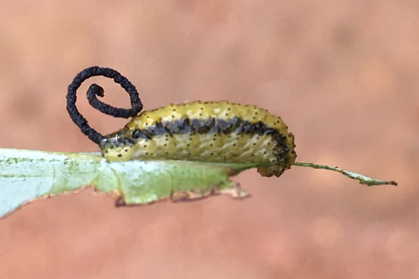 Diversifying the biological control of <i>Gonipterus</i> sp. 2 in South Africa