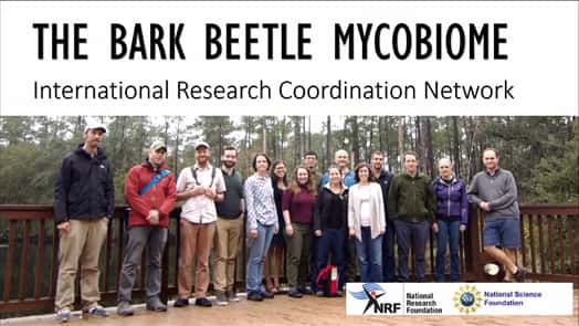 Twelfth Online meeting of the bark beetle mycobiome International Research Coordination Network