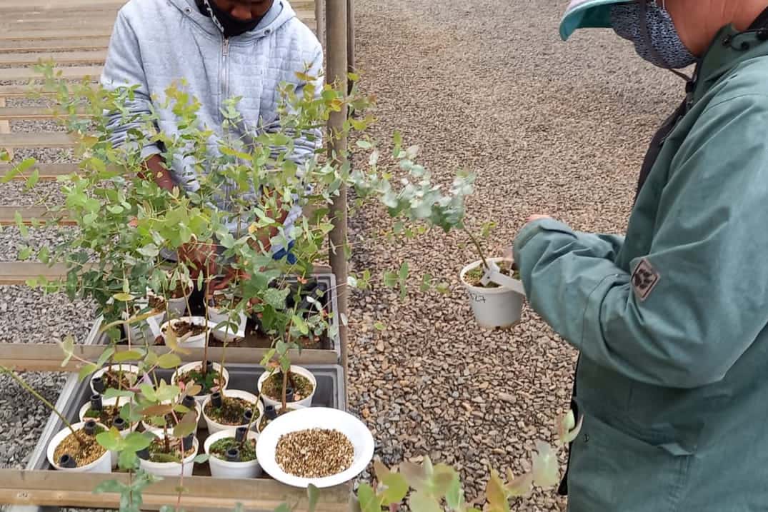FABI and SAPPI partner for <i>Phytophthora</i> trials