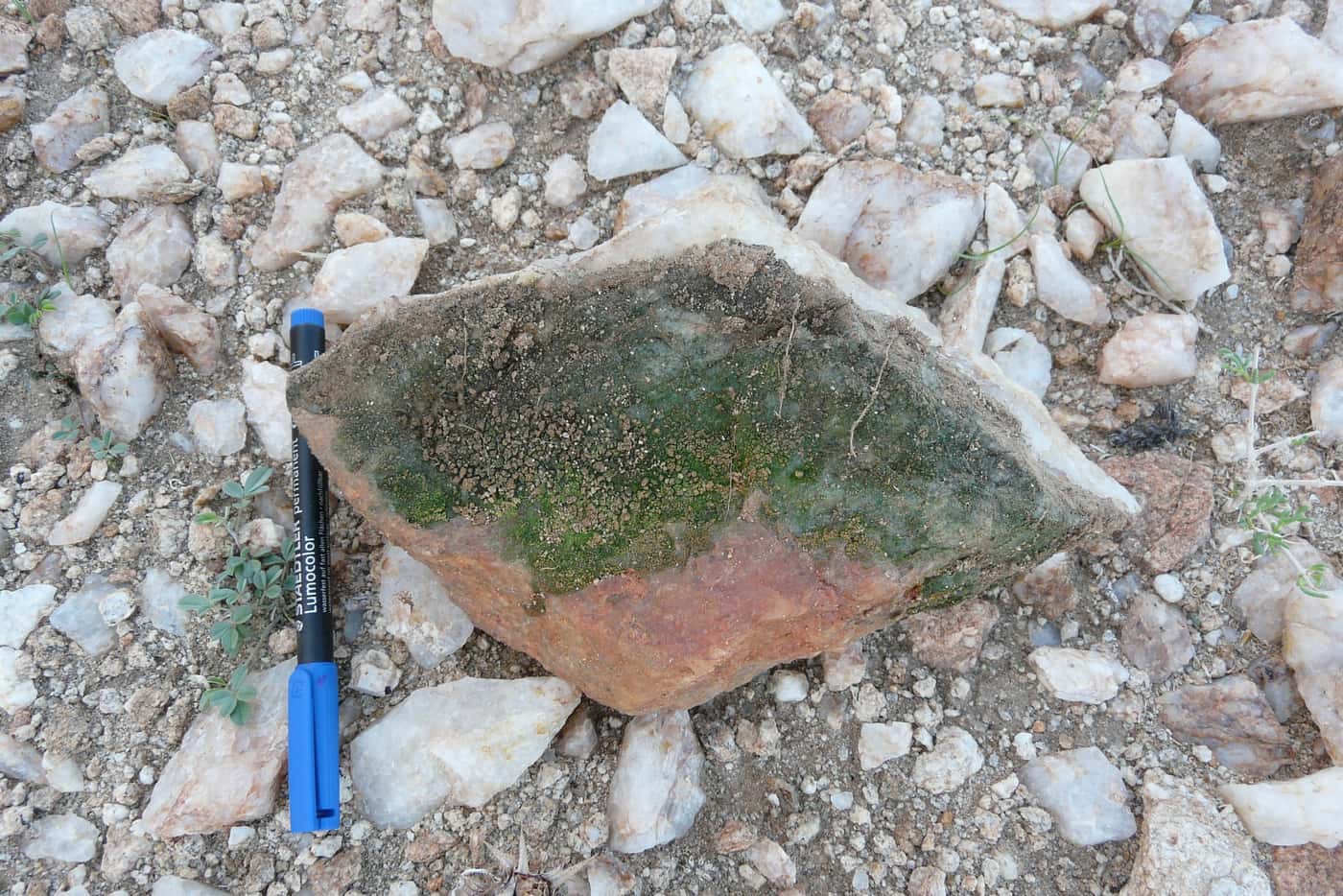 FABI researchers investigate photosynthesis in the Namib