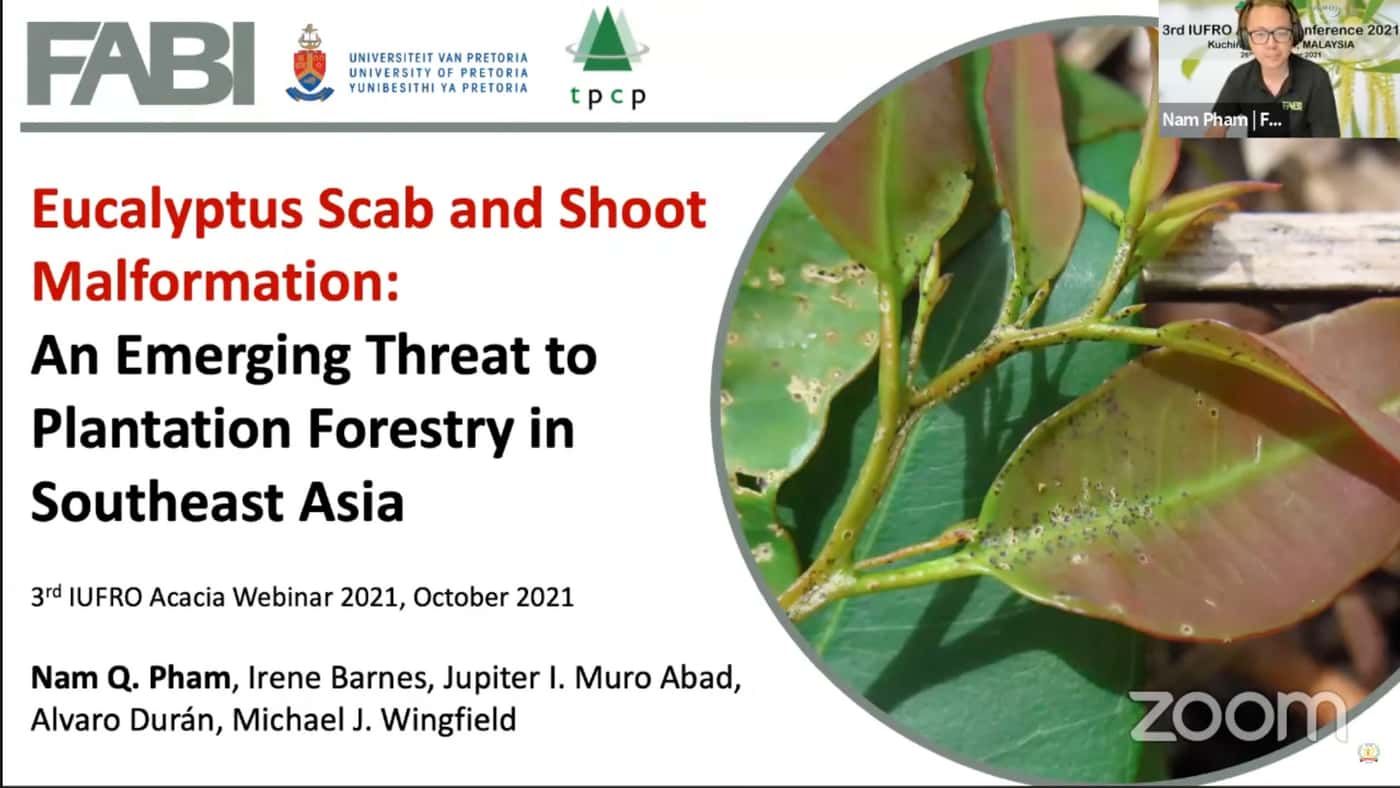 FABI researchers make an early start to present at the 3rd IUFRO <i>Acacia</i> webinar