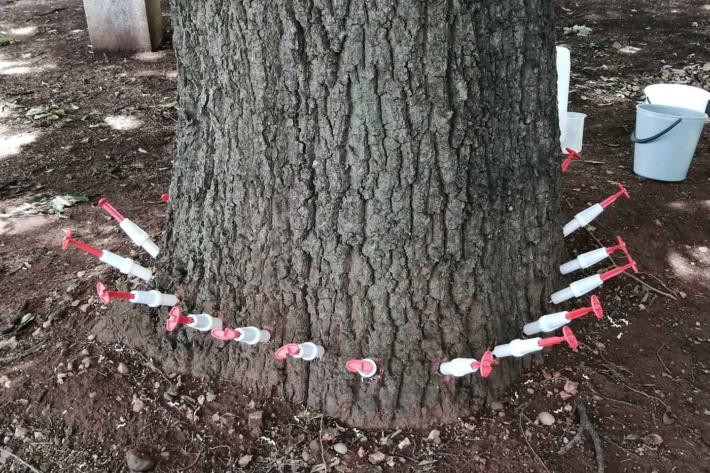 University of Pretoria protects trees against PSHB infestation