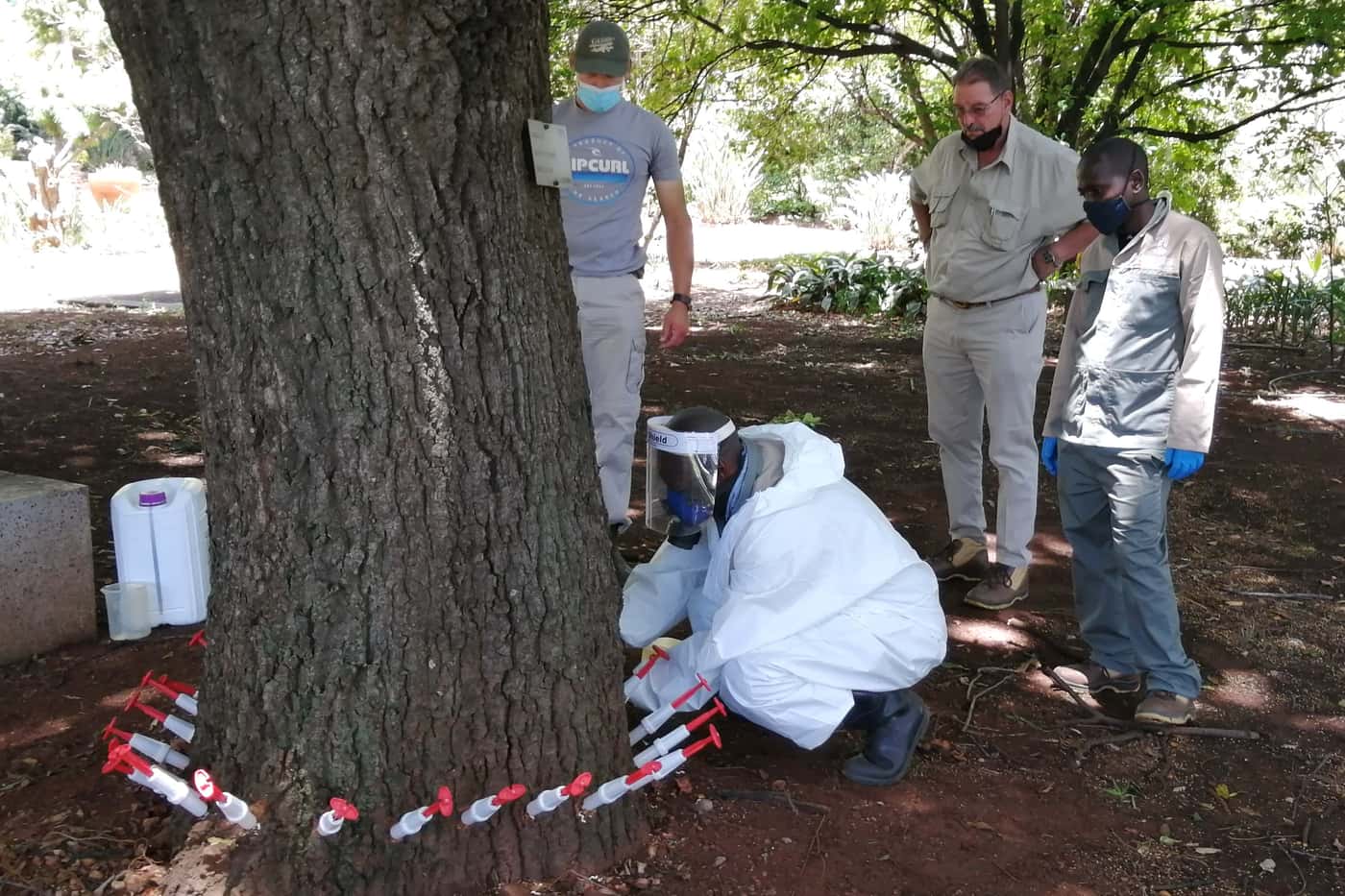 University of Pretoria protects trees against PSHB infestation
