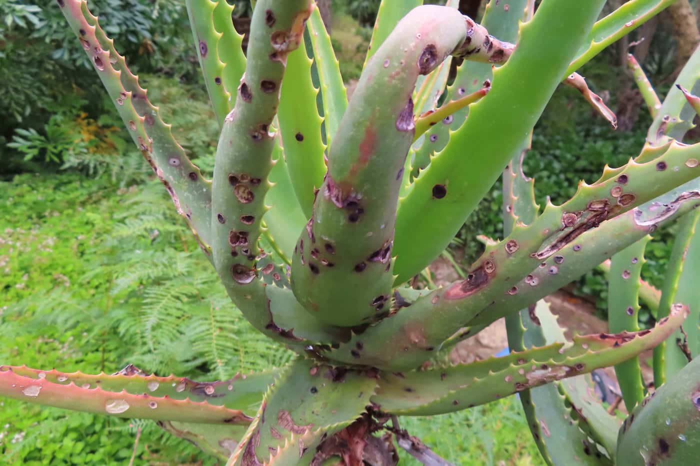 Assessment of plant health in the Cape botanical gardens