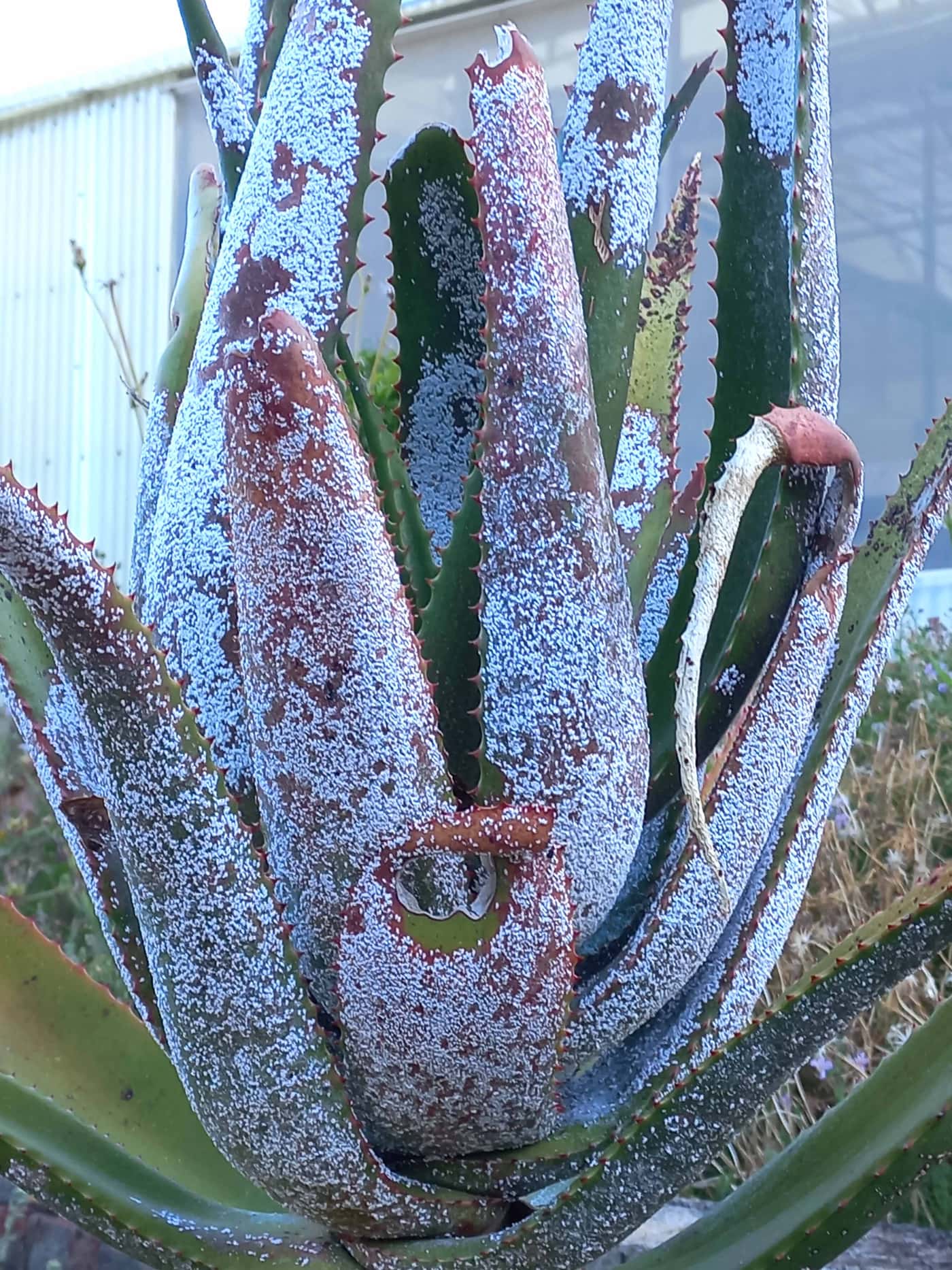 Assessment of plant health in the Cape botanical gardens